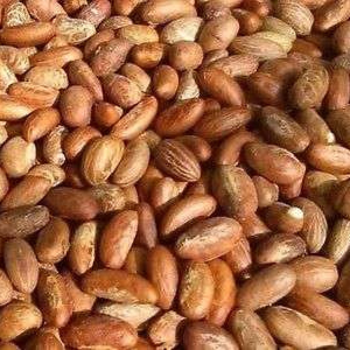 Bitter-Kola-Garcinia-Kola-Top-Exporter-Supplier-Neogric-Redefining-Africas-Agric-Supply-Chain-1.jpeg